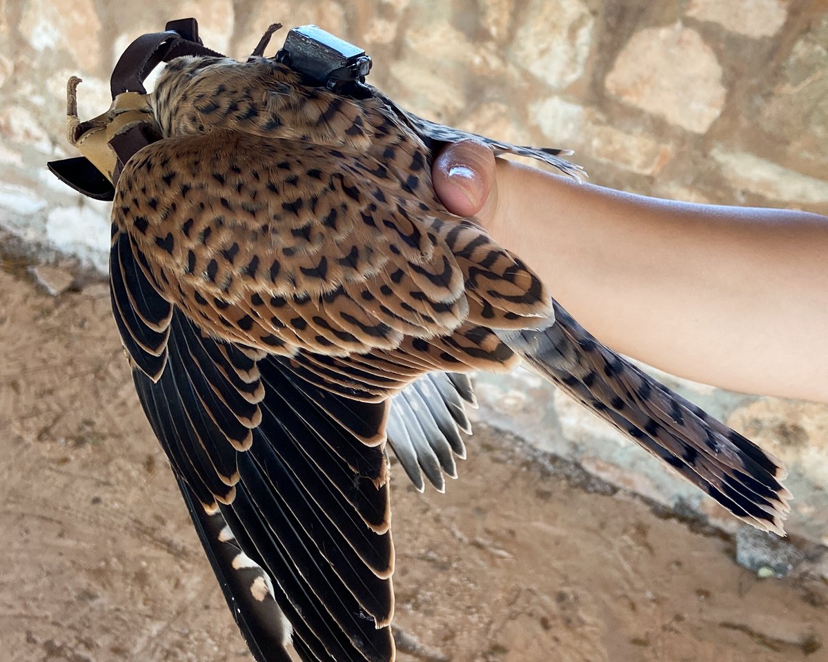 MossyEarth's tweet photo. The first update of our latest project to GPS tag juvenile Lesser Kestrels has returned some peculiar findings!
Read more about the project here: https://t.co/VxTls0O8PY
#lesserkestrels #kestrels #GPStagging #birds #wildlife #rewild #rewilding #mossyearth https://t.co/DiJu3kzJ9N