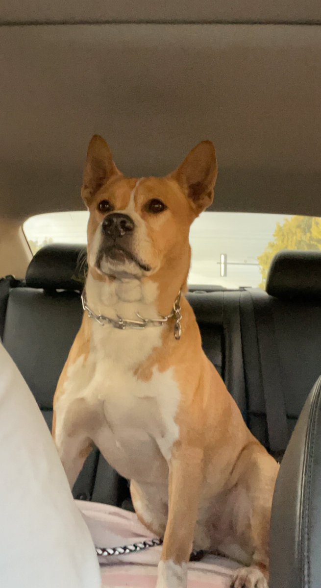 On our way to the vet , ready to tackle this surgery!! 🐕🍀 #surgery #dogsoftwitter