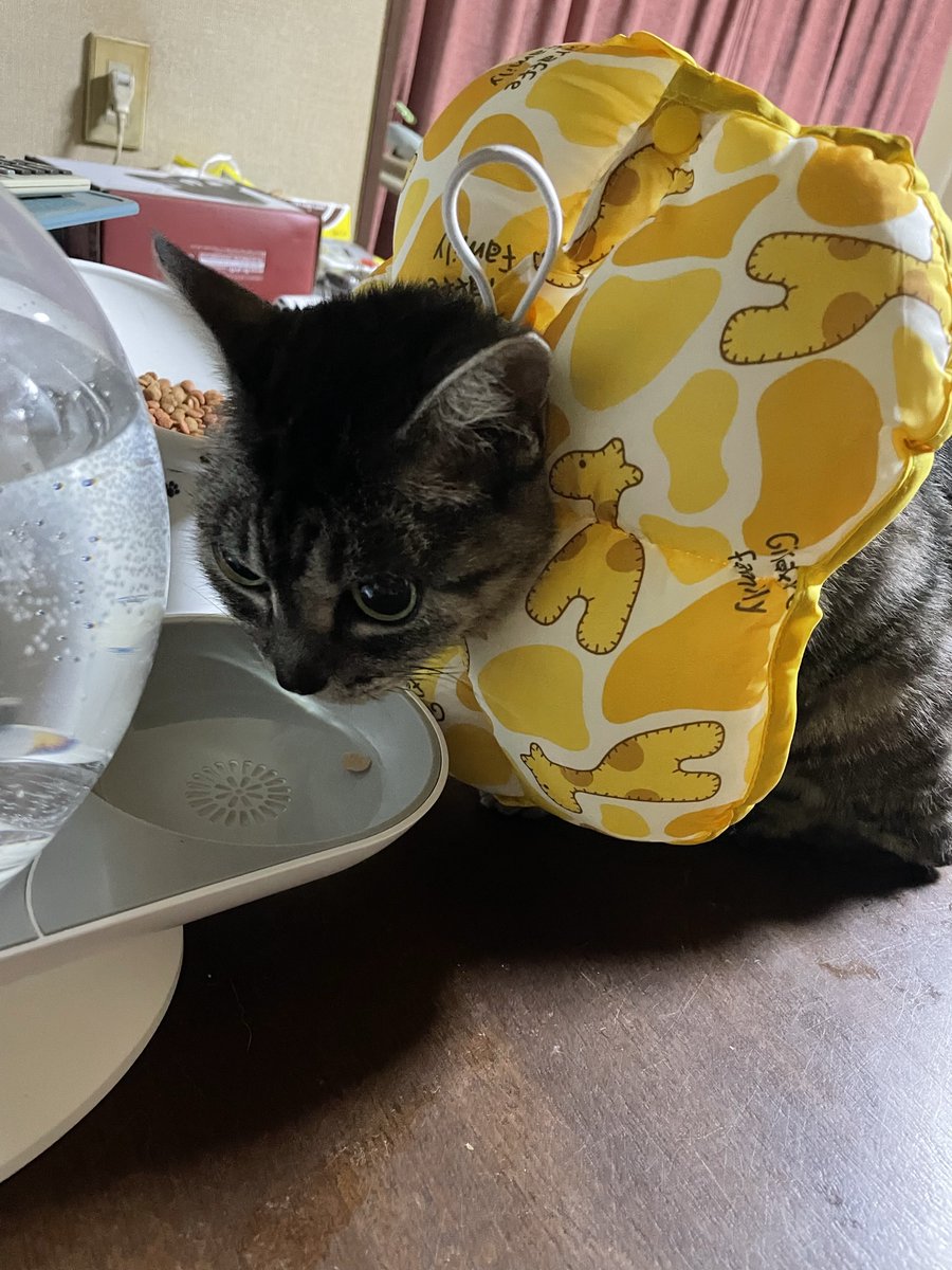 猫の首のシルエットは傷舐め防止用のポンデリングじゃよ 