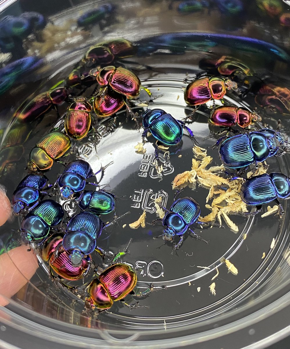 インセクトフェア戦利品② オオセンチコガネ 完全に衝動買い。笑