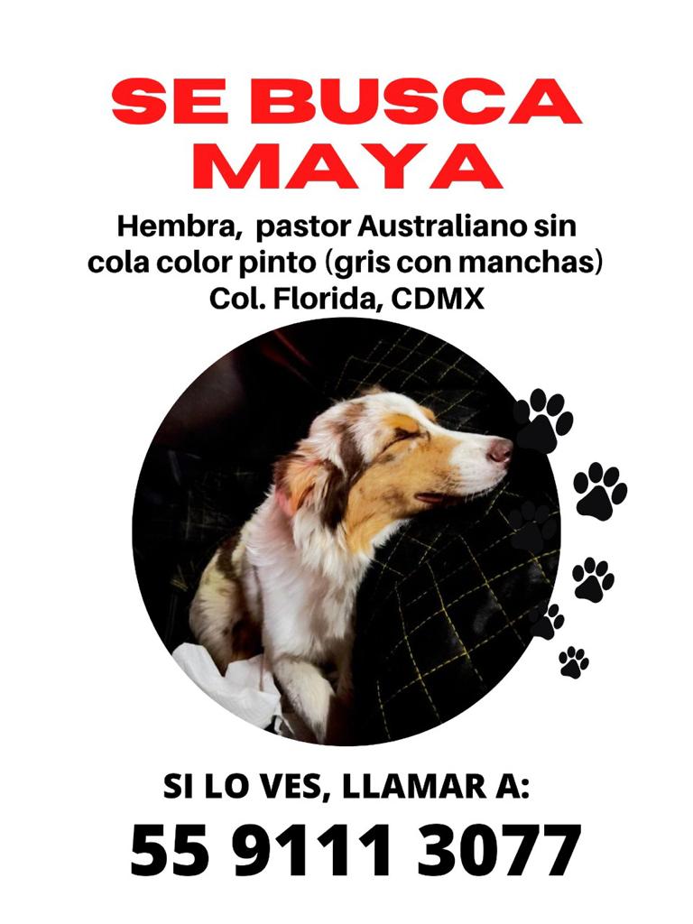 Dcyon's tweet photo. #AyudameARegresarACasa #perra #perdida #PerrosPerdidosMx #ColFlorida #CDMX https://t.co/aPbzjI8Qjr