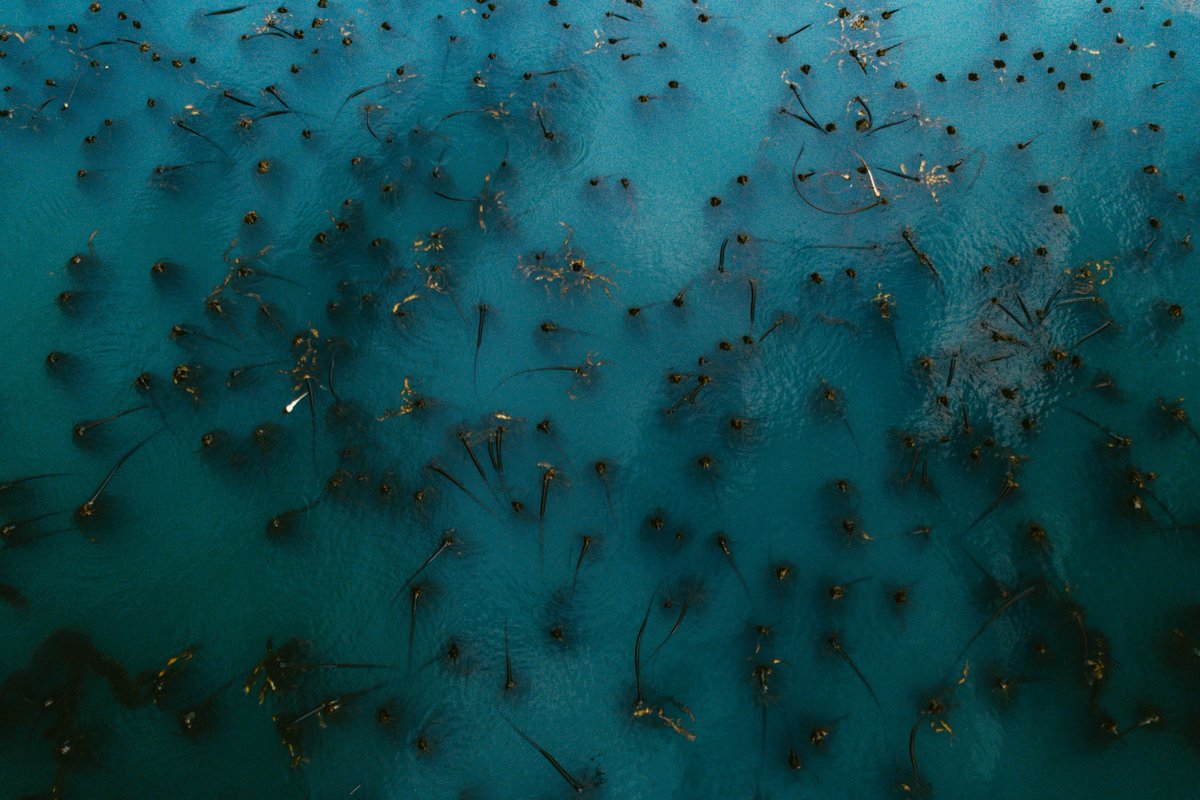 Kelp forests are critical to maintaining the diversity and resilience of local marine life. But how can we monitor changes in kelp forest canopy? Read the blog about how researchers used drones for mapping, after an ecological regime shift: rsecjournal.blog/2022/09/22/usi… @Conserve_CA