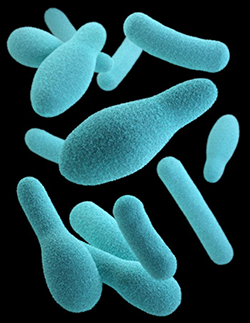 KatTPharmD's tweet photo. #Infantbotulism, a 🧵, is caused by Clostridium botulinum, an anaerobic bacteria that form spores. It can be found in honey, corn syrup, and soil. 1/ https://t.co/MUkQ115iRQ