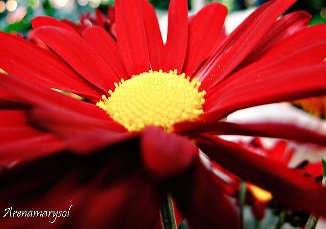 Arenamarysol's tweet photo. @jasonrowphoto #FlowerFriday https://t.co/F8lhb3CLOH