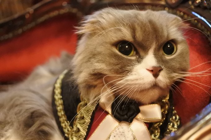 猫カフェ 猫音 にゃおん 大人と猫の秘密のカフェ