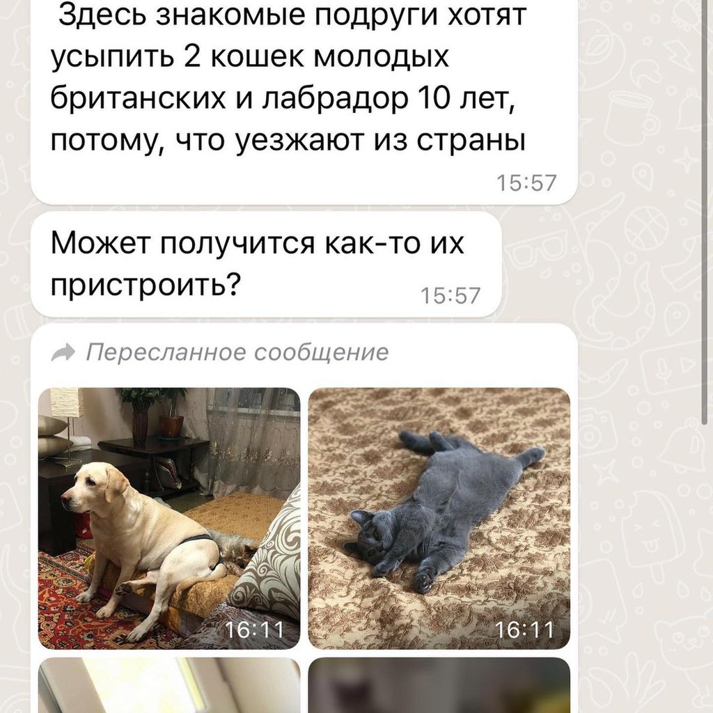 EruIllyvatar's tweet photo. МОСКВА
Хозяева собираются избавиться от 2 собак (лабрадор и йорк- обе девочки, 10 лет), так как покидают страну. Пожалуйста, давайте поможем найти надежные руки для обеих (чтобы не разлучать животных). Для связи — inst/tg victoria_kg

https://t.co/w2XrldrLce https://t.co/ss7wmzvdNu