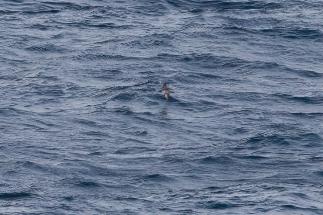 calidris's tweet photo. Big movement of shearwaters past Labost headland, Isle of Lewis, today, with thousands of Manx and 507 Sooty Shearwater in 4 hrs, all flying southwest. Also a Grey Phalarope and a single Balearic Shearwater, a rare bird up here: too distant for a decent pic, but I tried anyway.. https://t.co/FSsAAmWMl2