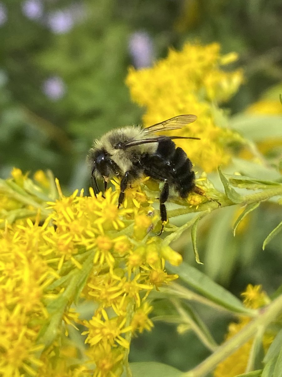 labOutdoors's tweet photo. First day of fall and the pollinators are out in force in the outdoor classroom. Todays menu includes goldenrod nectar. https://t.co/1b5ffRBzTF