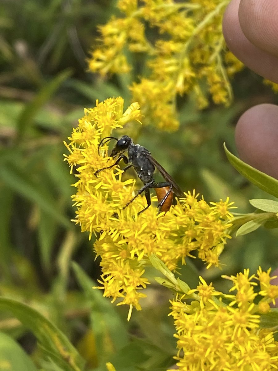 labOutdoors's tweet photo. First day of fall and the pollinators are out in force in the outdoor classroom. Todays menu includes goldenrod nectar. https://t.co/1b5ffRBzTF