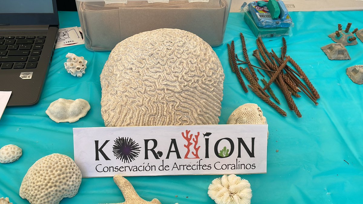 RectorJaveCali's tweet photo. Korallion, semillero de investigación de Arrecifes Coralinos. Uno de los grupos de nuestro programa de Biología @javerianacali y trabajan con el programa Un millón de Corales por Colombia https://t.co/VIOiNCp2Ul