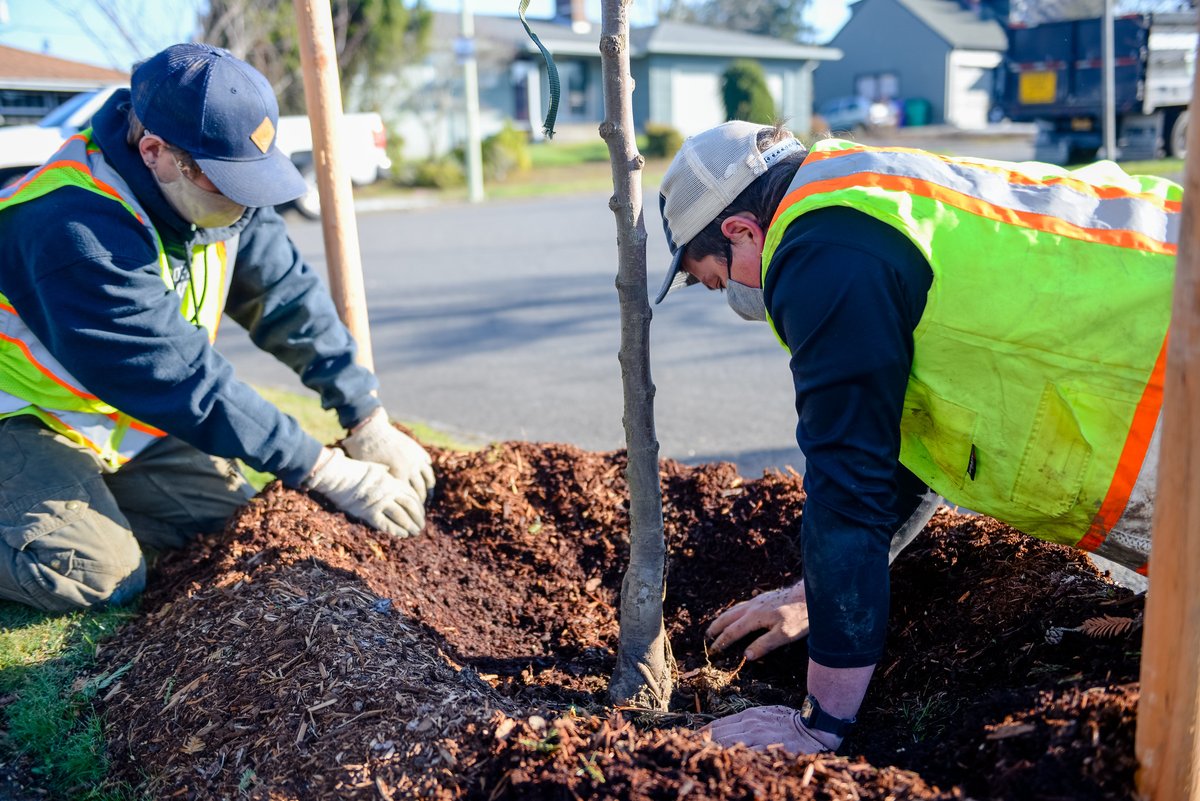 PDX Urban Forestry tweet media