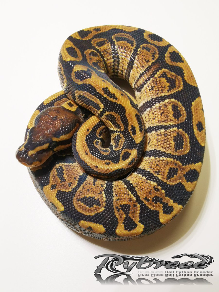 Pybreed1's tweet photo. Available... 
Write me....

1.0 Spotnose 100% dbl. het. Desert Ghost / Sunset _ cb22
.
.
.
#ballpython #ballpythons #ボールパイソン #クリスタルスパイダー #蛇 #ヘビ #pythonregius #snake #snek #snakelover #Python #desertghost #desertghostballpython #sunsetballpython #königspython https://t.co/46i5YtMYiO
