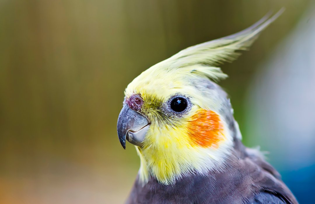 caesgatos's tweet photo. Veterinário fala sobre as calopsitas e seu comportamento. As aves de pequeno necessitam de um ambiente seguro e confortável, e podem ser muito dóceis e interativas 🥰https://t.co/lwR3YEda5P #cãesegatos #calopsitas #curiosidade #aves #cuidados #pássaros #pets #veterinário #tutor https://t.co/wJwZeAAbB1