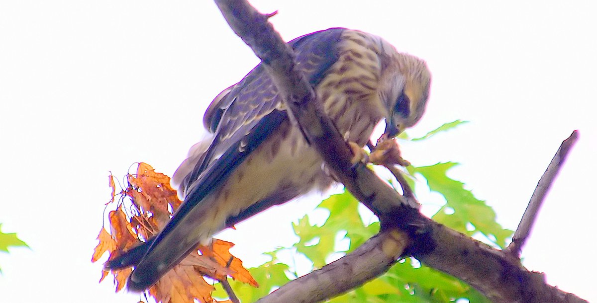 kala61857's tweet photo. I found Junior chowing down on a cicada &amp; trying to figure out what to do with the wings.
Juvenile Mississippi Kite (Ictinia mississippiensis)
https://t.co/TPtjSoh37F
#NaturePhotography #raptors #tweenagers #MississippiKites #BirdOfPrey #wildlifephotography #birdphotography https://t.co/C3172b3Pwl