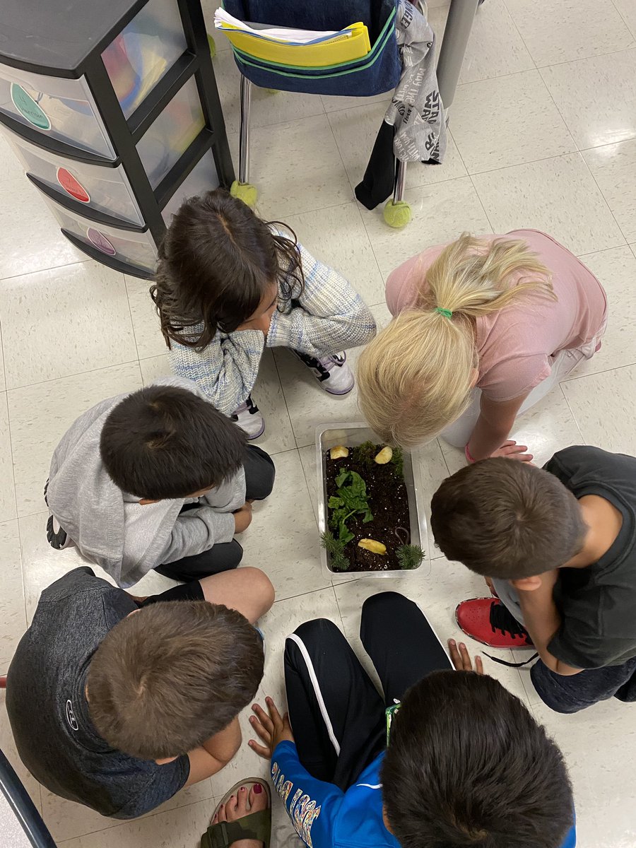 Studying our millipedes, pill bugs and sow bugs! So much excitement in first grade! #WeBelong220 <a href="/barrington220/">Barrington 220</a> <a href="/CountrysideD220/">Countryside Elementary</a>