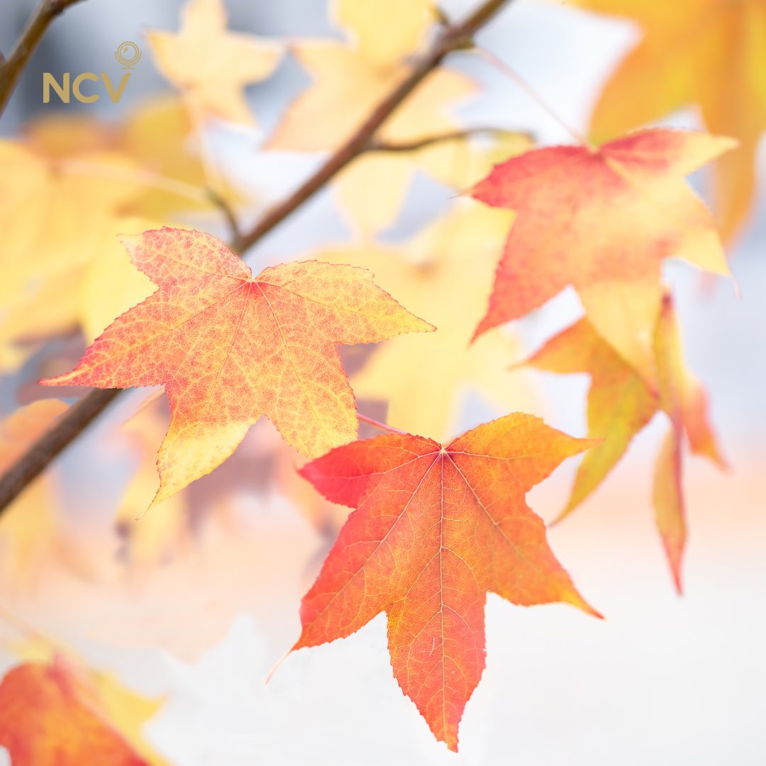 De lucht is kouder aan het worden, de bladeren beginnen te verkleuren, de herfst is er! Gebruik bij dit koudere weer meer hydraterende producten. Zo bescherm je je huid niet alleen tegen dat vervelende trekkende gevoel maar ook tegen toekomstige gevoeligheid en droogheid.