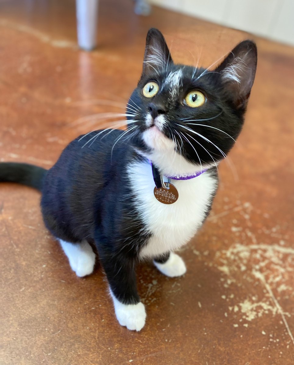 SPCAmc's tweet image. Catalina is a 4 month old kitten, full of love and playful fuzzy kisses.  She is going to make a lucky family very happy!  During our “Fall in Love” Adoption Event 9/22 - 9/25) you can choose the adoption fee for wonderful adoptable pets.  spcamc.org #spcamc