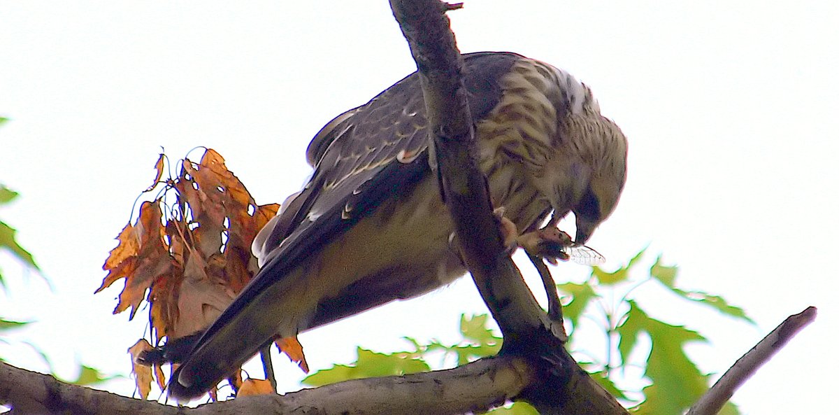 kala61857's tweet photo. I found Junior chowing down on a cicada &amp; trying to figure out what to do with the wings.
Juvenile Mississippi Kite (Ictinia mississippiensis)
https://t.co/TPtjSoh37F
#NaturePhotography #raptors #tweenagers #MississippiKites #BirdOfPrey #wildlifephotography #birdphotography https://t.co/C3172b3Pwl