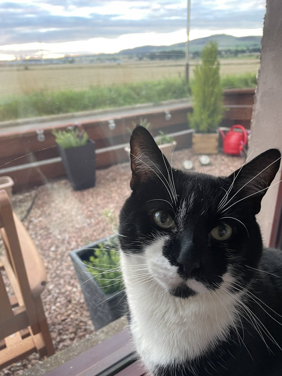 Comet In Scotland 🐈‍⬛ On Twitter Havent Tweeted For A While As Not 