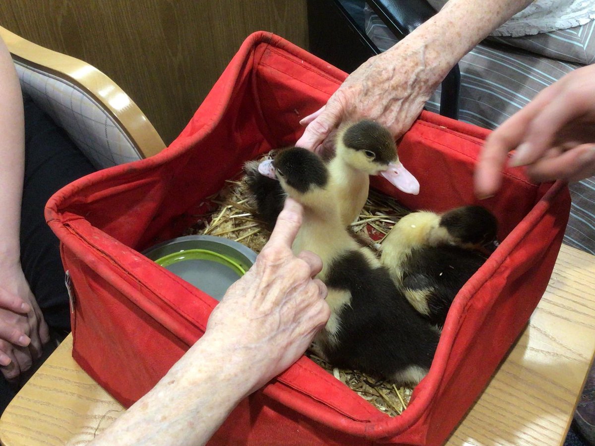 friendsofccourt's tweet photo. Here’s Doris &amp; John having a good view and stroke of some fluffy ducklings! Ryedale Farm from Malton brought the young birds for our residents at Connaught Court to see and hear. The outdoors, indoors 🐥🐥 https://t.co/Kne9M4Pztf