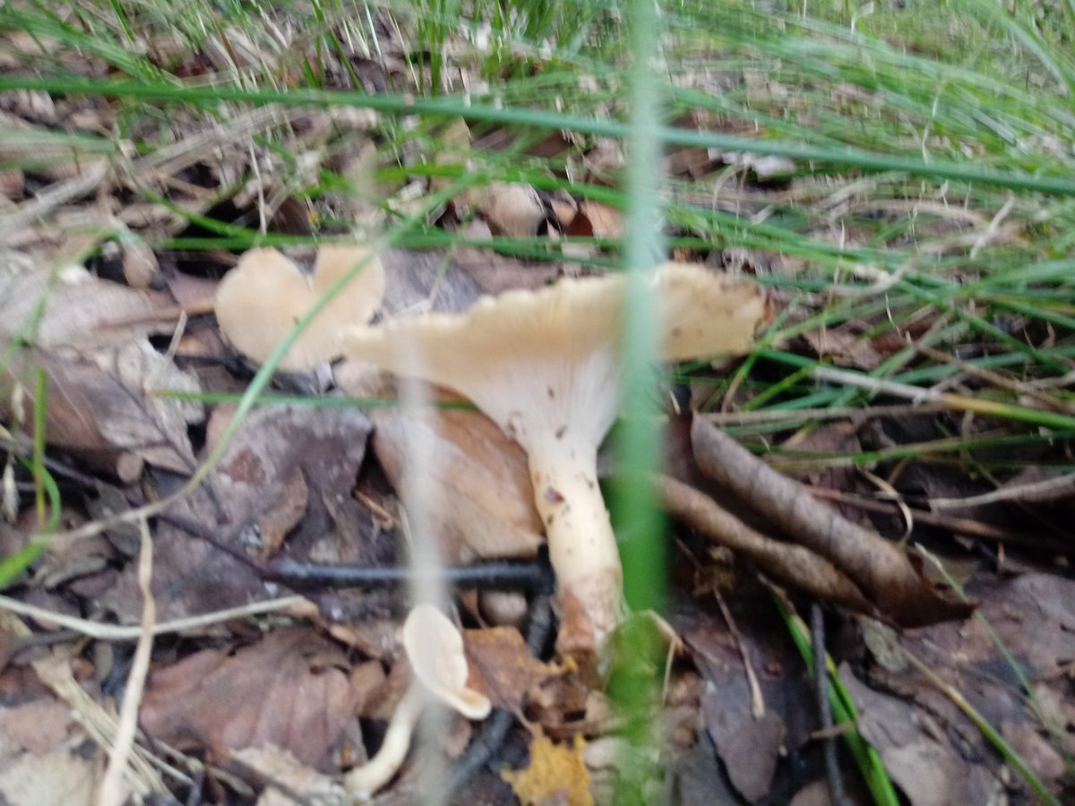 Bio_Jenny_D's tweet photo. Einen #Hexenring gab es auch. Der bereits ausgerissene #Pilz gehört dazu.
Das Moospolster mit Minipilzen war besonders niedlich. https://t.co/C4BuuVewyr
