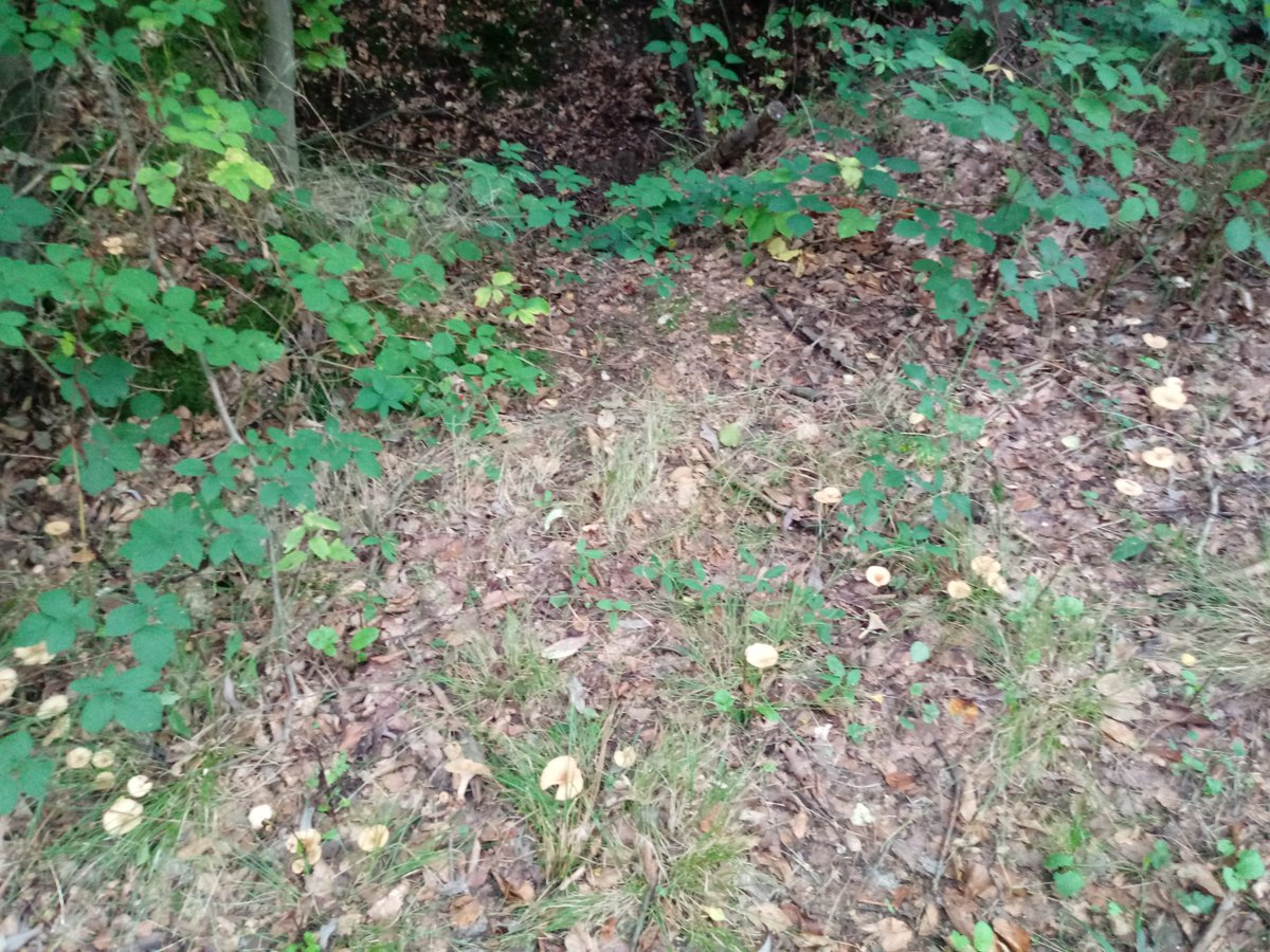 Bio_Jenny_D's tweet photo. Einen #Hexenring gab es auch. Der bereits ausgerissene #Pilz gehört dazu.
Das Moospolster mit Minipilzen war besonders niedlich. https://t.co/C4BuuVewyr