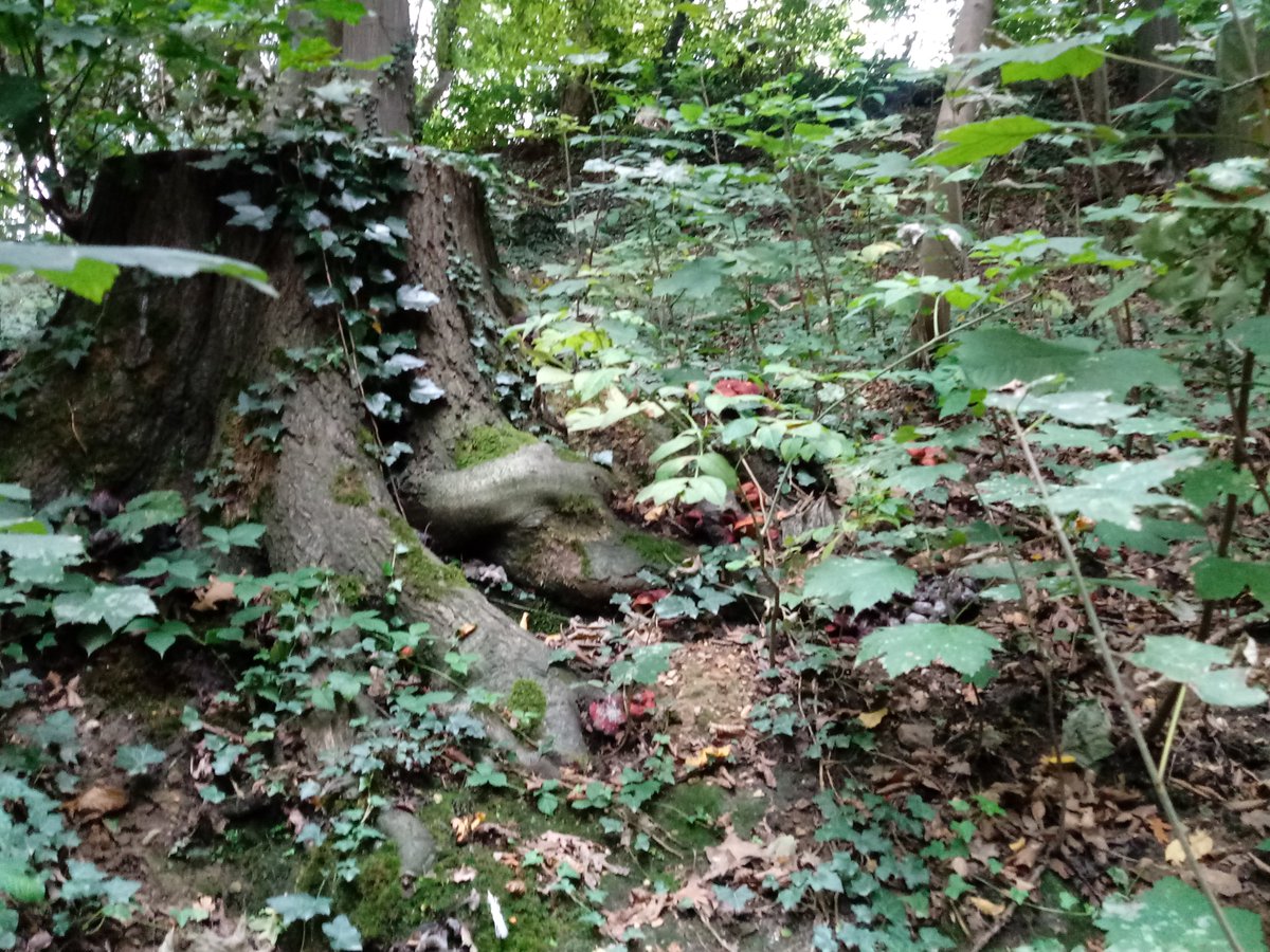 Bio_Jenny_D's tweet photo. Einen #Hexenring gab es auch. Der bereits ausgerissene #Pilz gehört dazu.
Das Moospolster mit Minipilzen war besonders niedlich. https://t.co/C4BuuVewyr