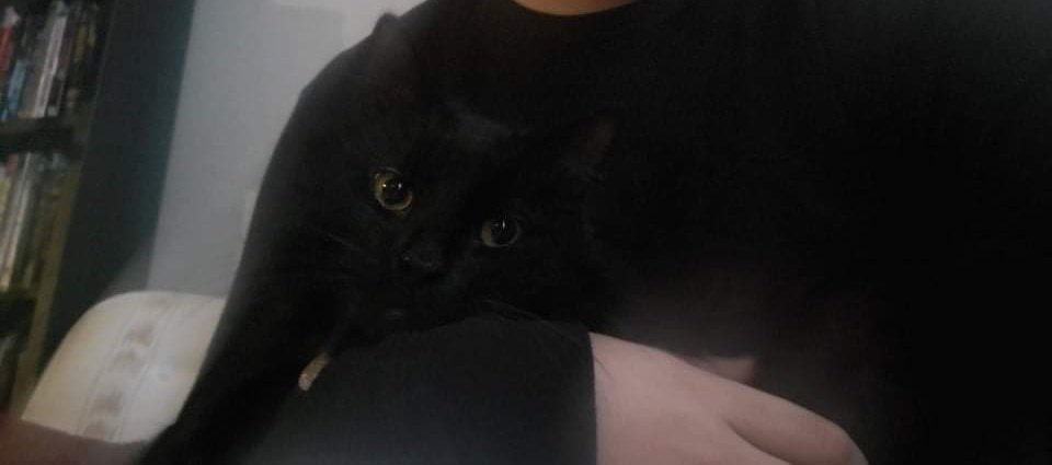 _ekamy_'s tweet photo. Bo ate something that made him sick and he's going into surgery today. Any warm wishes are appreciated ❤️ https://t.co/NrPL5NMY7C