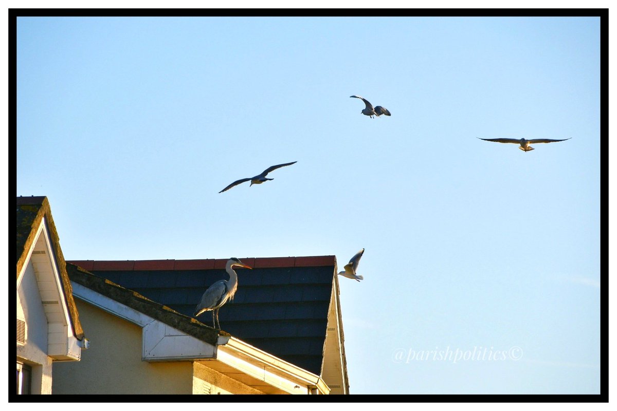 Parishpolitics's tweet photo. King of the Castle #heron gulls not happy and launched a counter attacked - What a racket #WalkToWork #SeptemberMorning #UrbanWildlife #Waterford #Ireland https://t.co/y0I7KCdgOr