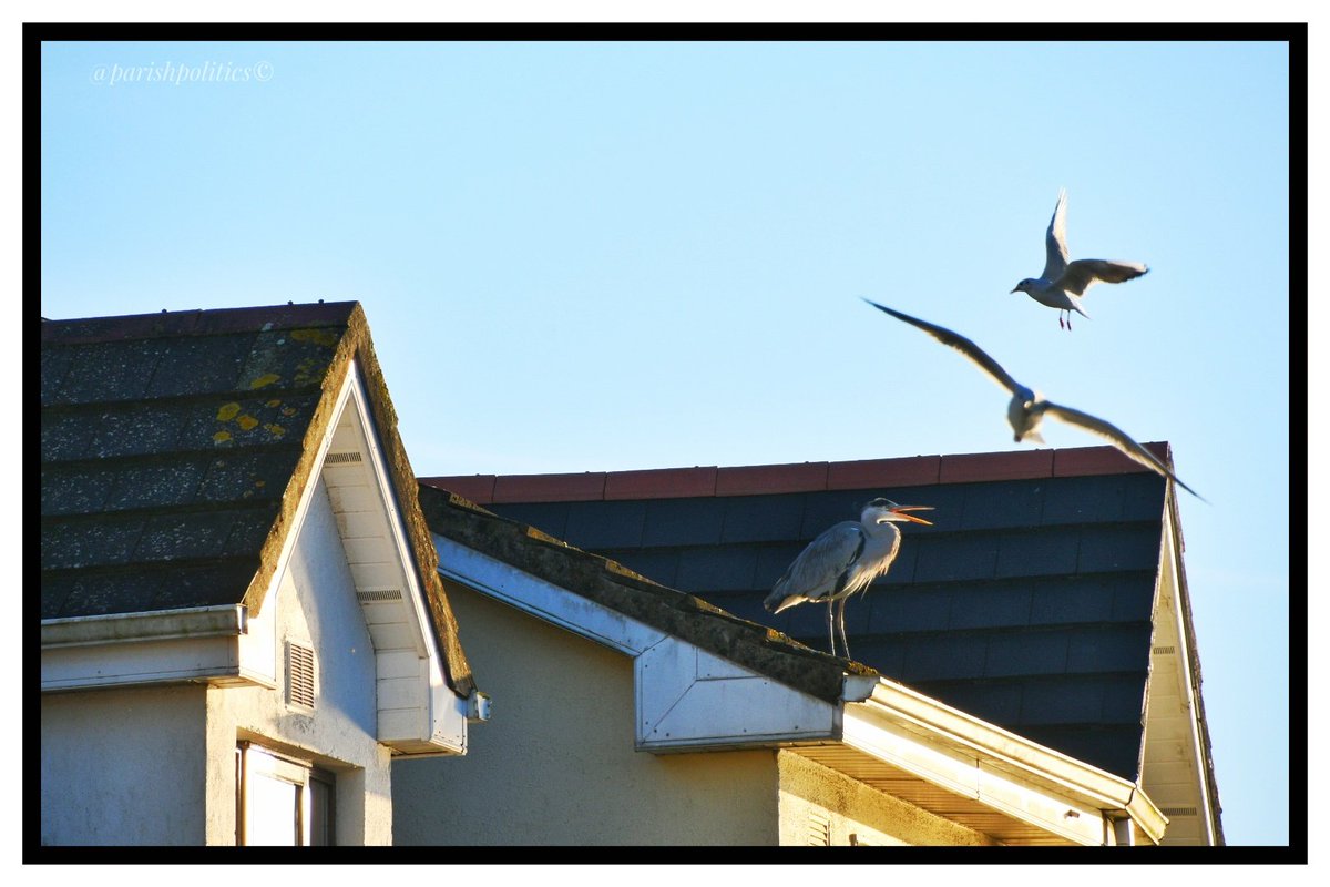Parishpolitics's tweet photo. King of the Castle #heron gulls not happy and launched a counter attacked - What a racket #WalkToWork #SeptemberMorning #UrbanWildlife #Waterford #Ireland https://t.co/y0I7KCdgOr