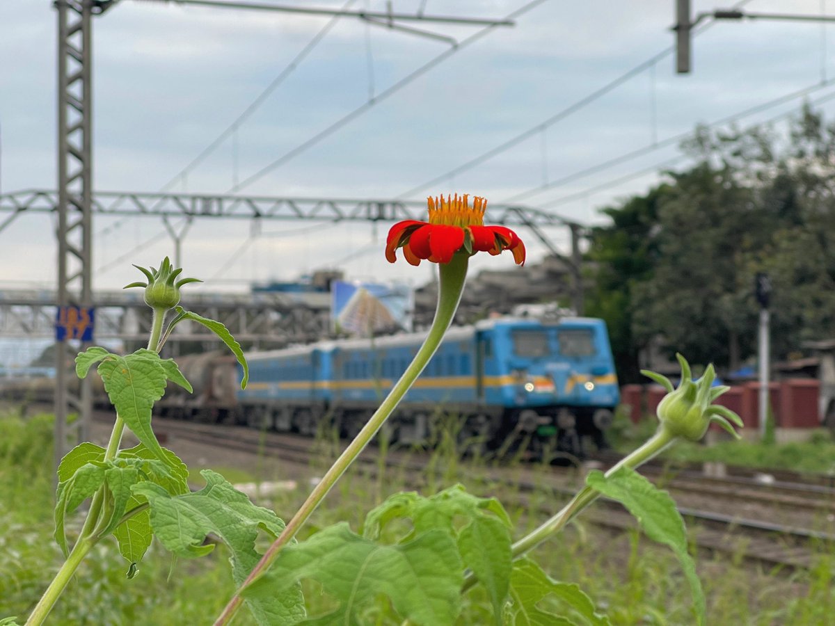 #Shotoniphone12promax #khadki #meetup #missyousachin #apple #shotonapple #flowers #greenery #trains #irfca #railpostlens #railpostin #railpostpictureoftheday #instarail #instarailfans