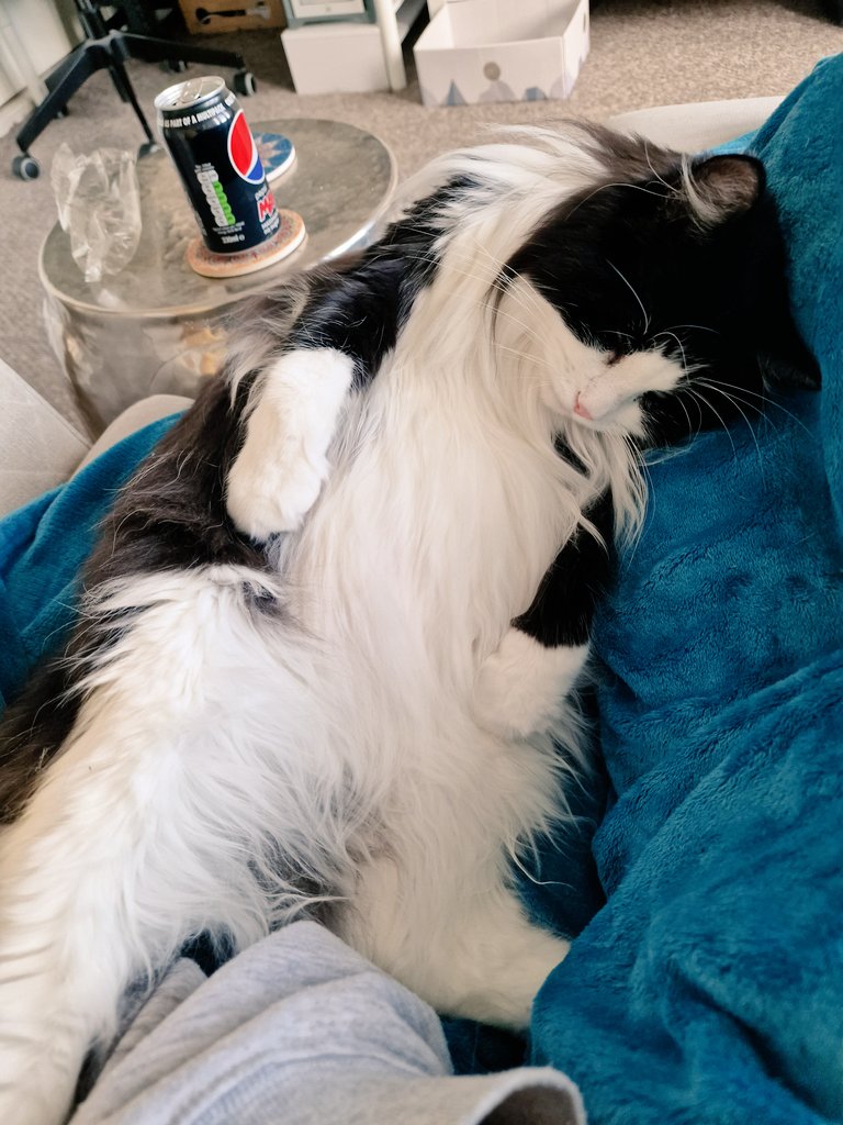 This cat is a straight up vibe