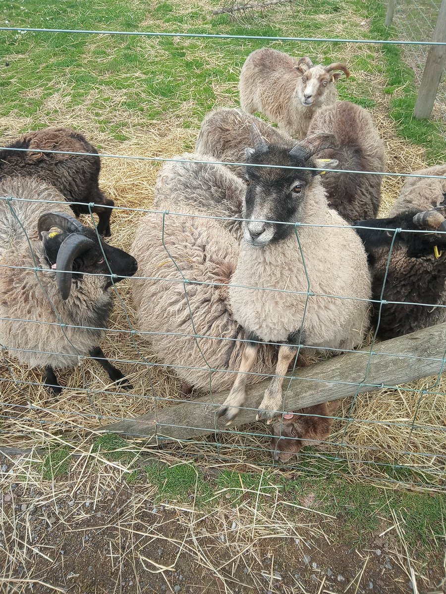 alfielundfund's tweet photo. Farm day for Alfie @CastNorthWest #applecast #westlancs #newburgh all for £3 and a beltin cafe . https://t.co/Cqq64hhxFX