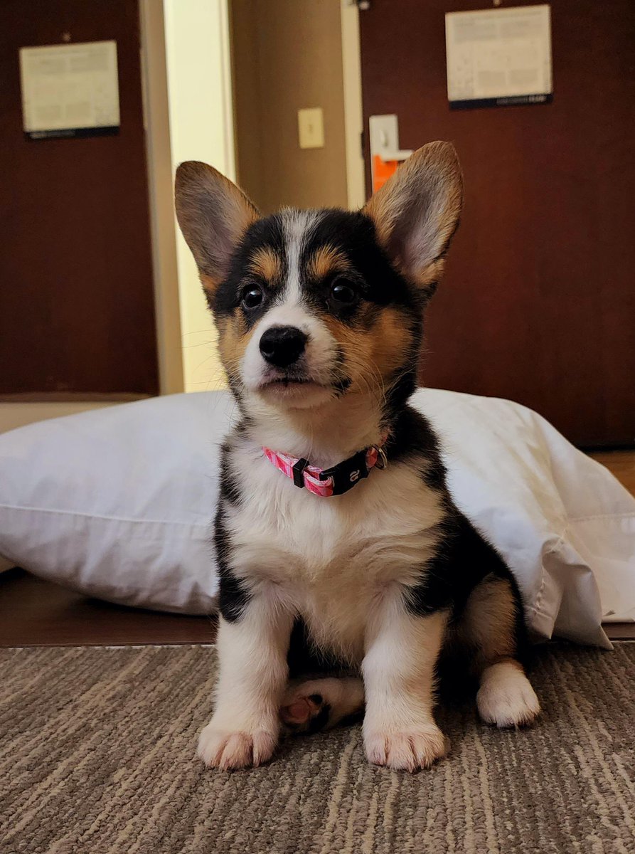 LowRiderCorgi's tweet photo. Meet Maggie https://t.co/qMghhuZncu