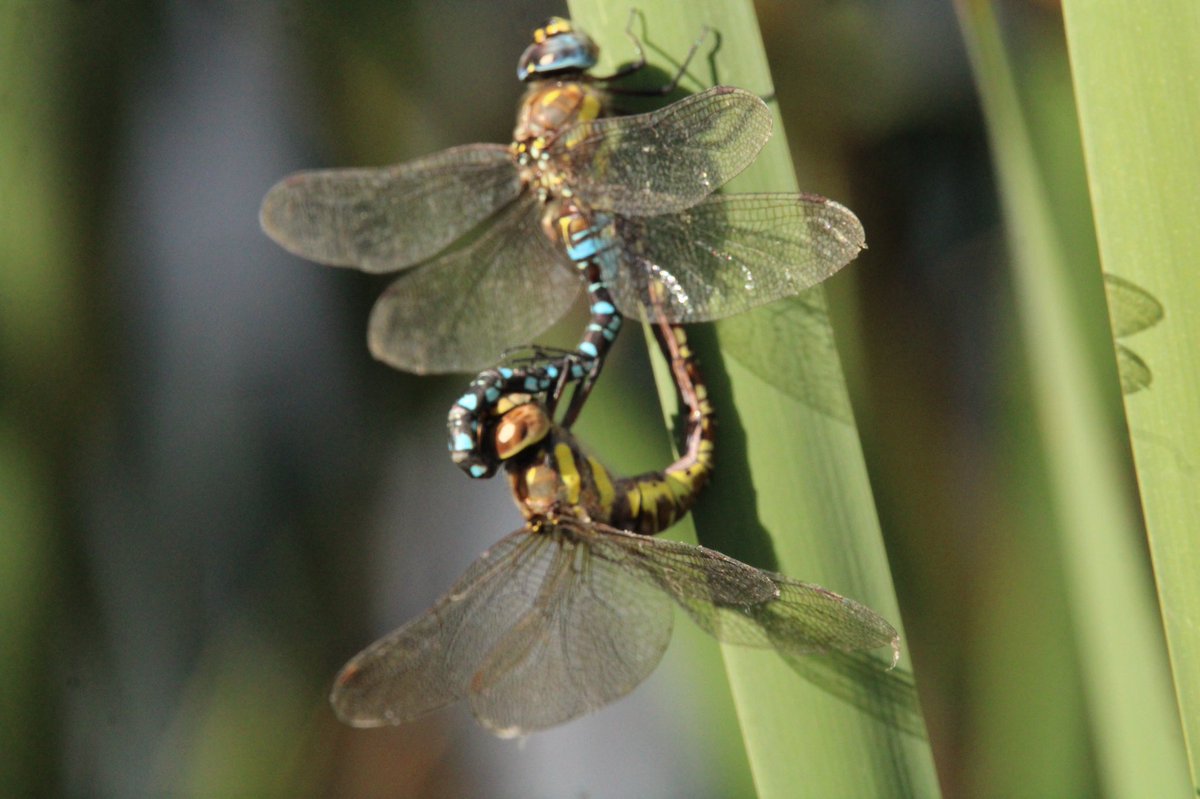 Geraldine Gray (@gezziebell) on Twitter photo A couple of migrant hawkers getting friendly at North Cave Wetlands today <a href="/NorthCaveWet/">North Cave Wetlands</a> <a href="/BBCSpringwatch/">BBC Springwatch</a> <a href="/YorksWildlife/">Yorkshire Wildlife Trust - follow us on Bluesky 🦋</a> <a href="/BDSdragonflies/">British Dragonfly Society</a> <a href="/BDSYorkshire/">York. Dragonfly Grp.</a> #BBCWildlifePOTD #dragonfly A couple of migrant hawkers getting friendly at North Cave Wetlands today <a href="/NorthCaveWet/">North Cave Wetlands</a> <a href="/BBCSpringwatch/">BBC Springwatch</a> <a href="/YorksWildlife/">Yorkshire Wildlife Trust - follow us on Bluesky 🦋</a> <a href="/BDSdragonflies/">British Dragonfly Society</a> <a href="/BDSYorkshire/">York. Dragonfly Grp.</a> #BBCWildlifePOTD #dragonfly