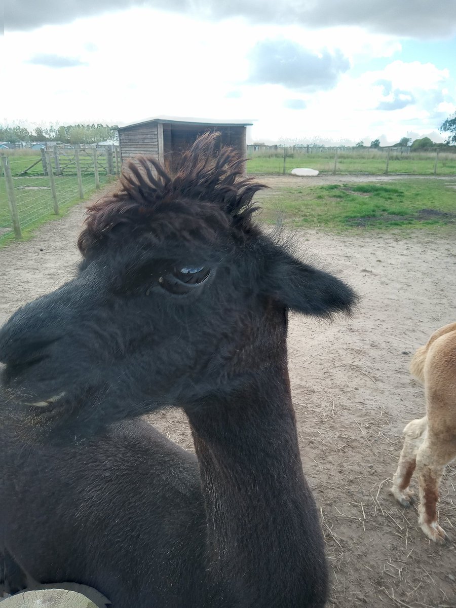 alfielundfund's tweet photo. Farm day for Alfie @CastNorthWest #applecast #westlancs #newburgh all for £3 and a beltin cafe . https://t.co/Cqq64hhxFX