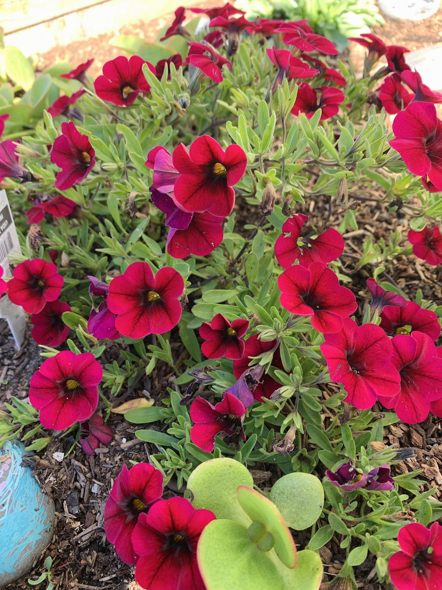 West Portal Elementary Garden tweet media