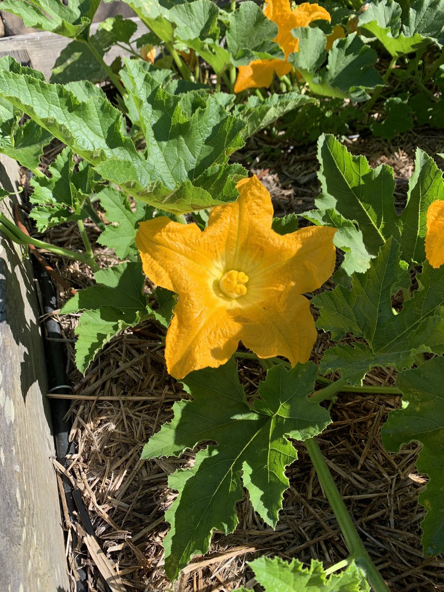 West Portal Elementary Garden tweet media