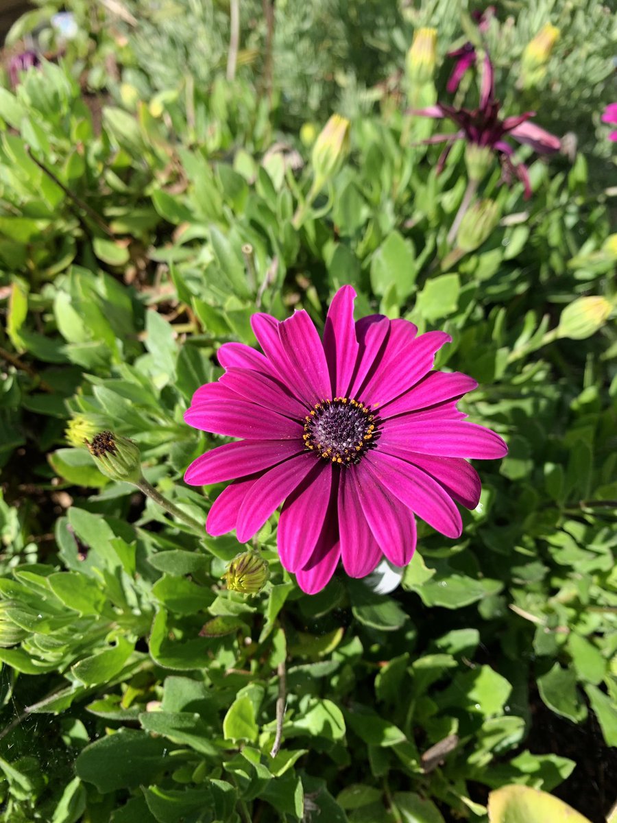 West Portal Elementary Garden tweet media