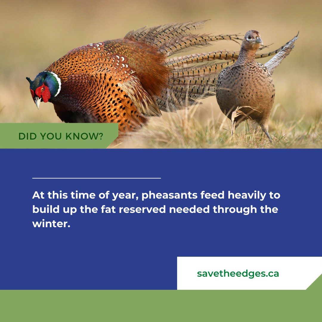 pfcalgary's tweet photo. The natural life cycle of a pheasant is moving into the food and foraging stage.
Learn more about pheasants and their natural habitats at https://t.co/lPZzAXAcJb
#savetheedges #conservation #pheasants https://t.co/qSWPB7NnKF