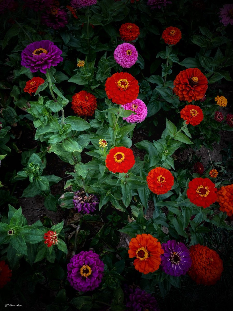 Zeitwunden's tweet image. 