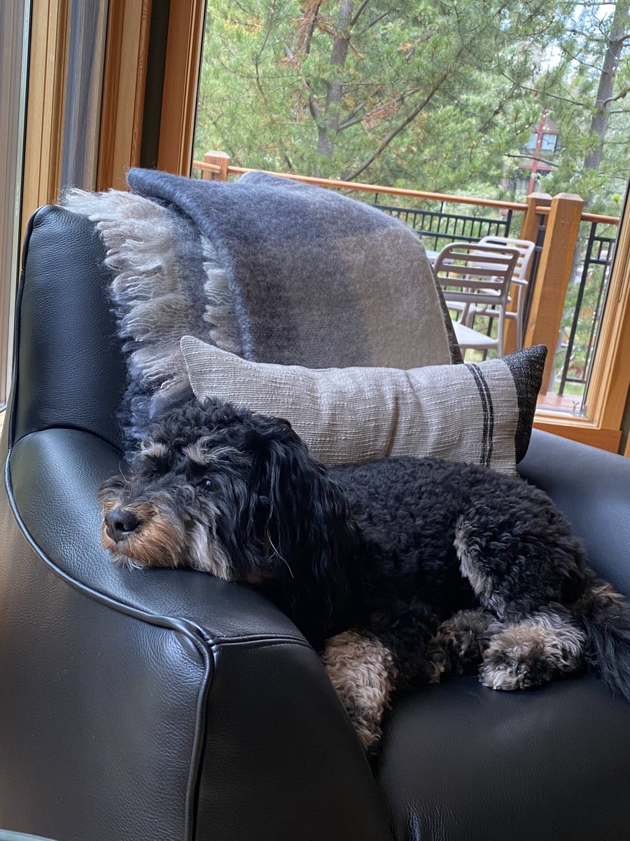 Ridley contemplating life.