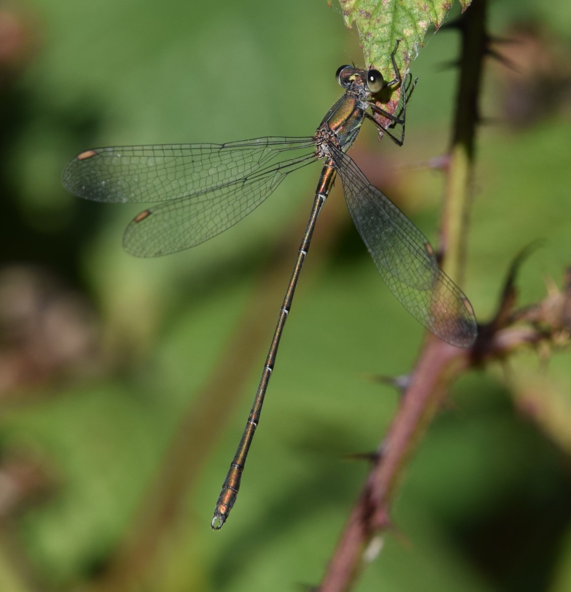 North Cave Wetlands (@northcavewet) on Twitter photo It been a little while since the last photo, so a Willow emerald damselfly photographed from the Butterfly path <a href="/BDSYorkshire/">York. Dragonfly Grp.</a> It been a little while since the last photo, so a Willow emerald damselfly photographed from the Butterfly path <a href="/BDSYorkshire/">York. Dragonfly Grp.</a>