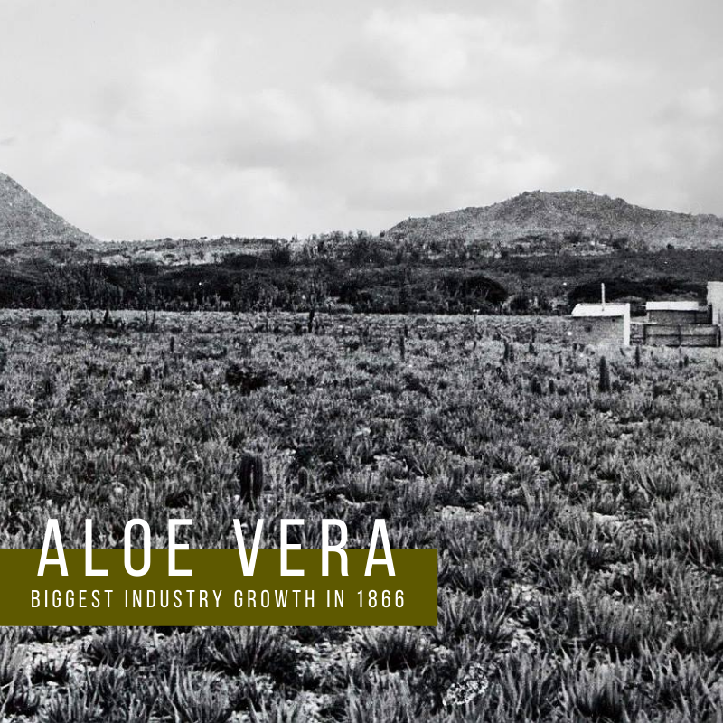 Aloe Vera introduced to Aruba in 1840, flourished in Aruba and produced much more "aloin" (a compound used to make laxatives) than other suppliers worldwide, so the Aruban Aloes were very popular. This caused the Aloe industry to grow in 1866. #historyfacts #history #aloevera