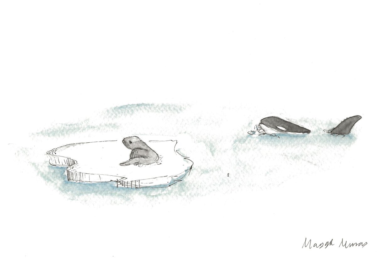 SeasTheDayPod's tweet photo. .@SeasTheDayPod Ep 31 - Ollie the Orca
'Ollie the Orca' was written by Amy Buckalew & illustrated by Maggie Murray
Click on the link to view the story of ‘Ollie the Orca’ (https://t.co/D2K935w7KZ) & scroll to see illustrations
#DUML #DukeEngage #podcast #orca #resilience https://t.co/EMnAAk0s54