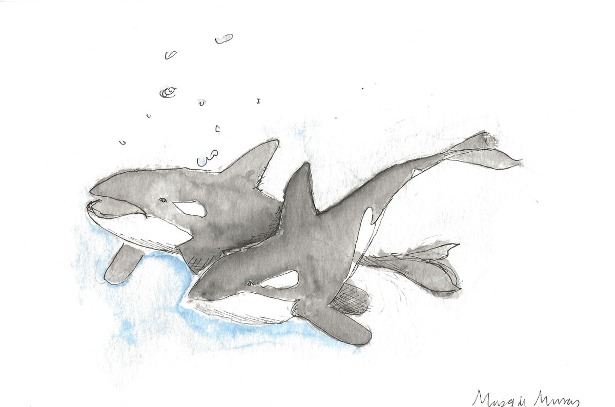 SeasTheDayPod's tweet photo. .@SeasTheDayPod Ep 31 - Ollie the Orca
'Ollie the Orca' was written by Amy Buckalew & illustrated by Maggie Murray
Click on the link to view the story of ‘Ollie the Orca’ (https://t.co/D2K935w7KZ) & scroll to see illustrations
#DUML #DukeEngage #podcast #orca #resilience https://t.co/EMnAAk0s54