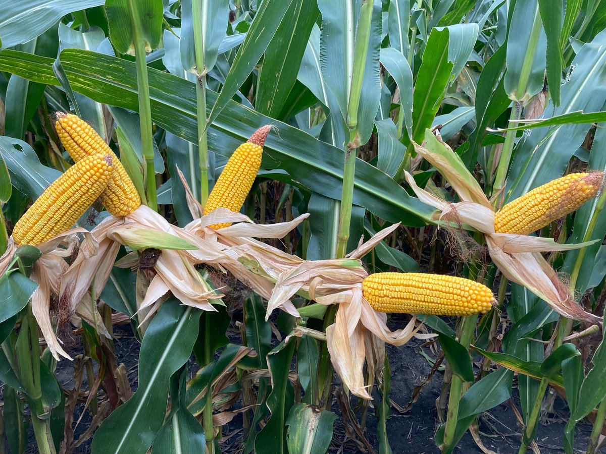 DKAS_IA's tweet photo. 🎵 🌽 Some think the song “We Love Corn”  was actually written about Dekalb 56-65. Look at that big lump with knobs! 🌽 🎵 

“I can’t imagine a more beautiful thing” 

I guess we will never know for sure?! 🤷‍♀️

#bayer4IA #Dekalb https://t.co/nHB7I9hp2u
