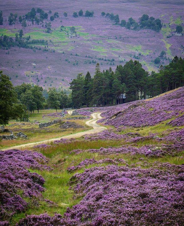 Mariann14273520's tweet photo. Braemar, Scotland, the Cairngorms..  Heather at it's peak in Sept!!! https://t.co/sR8nBeqrJF