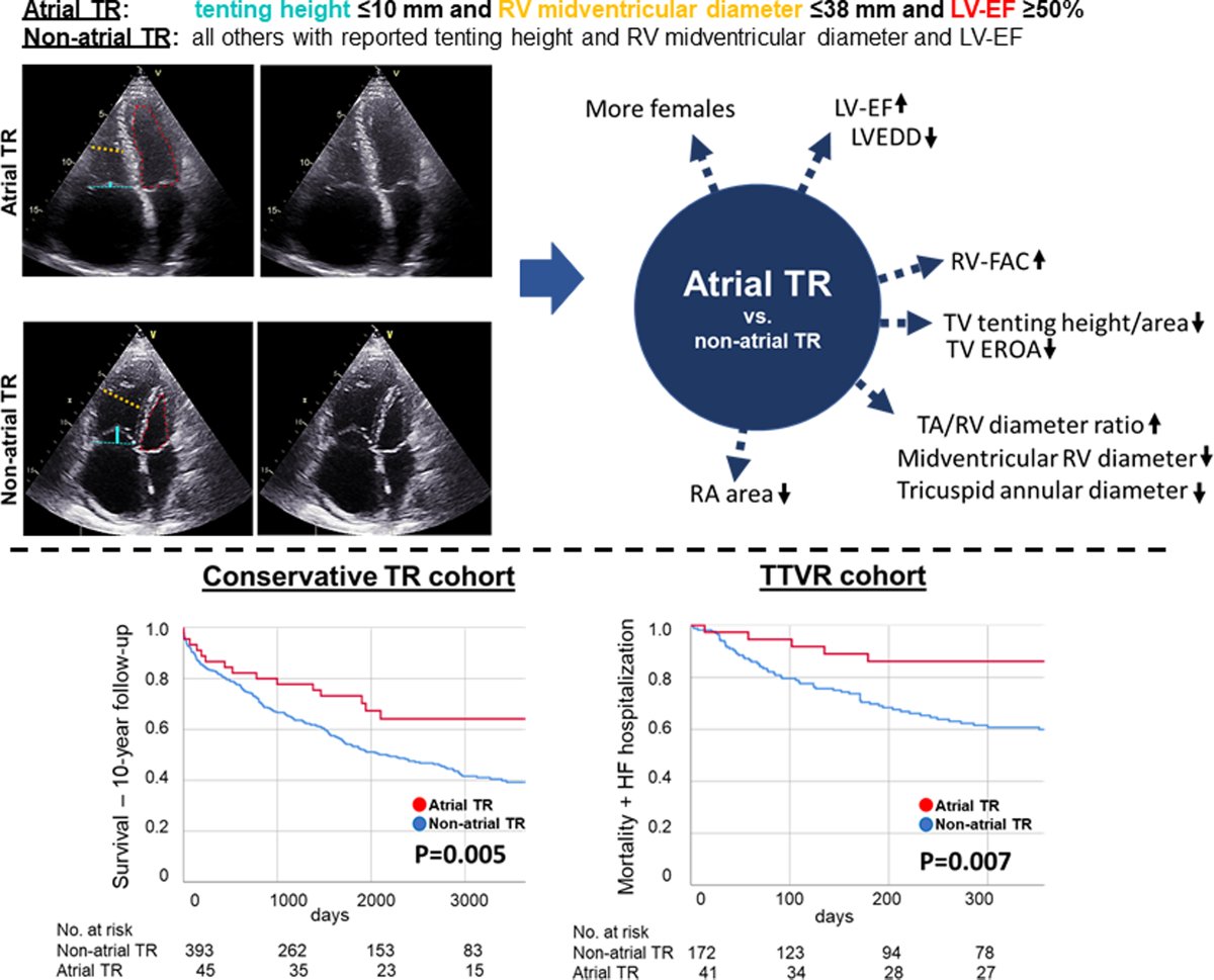 holger-thiele-on-twitter-rt-circintv-what-is-atrial-tricuspid