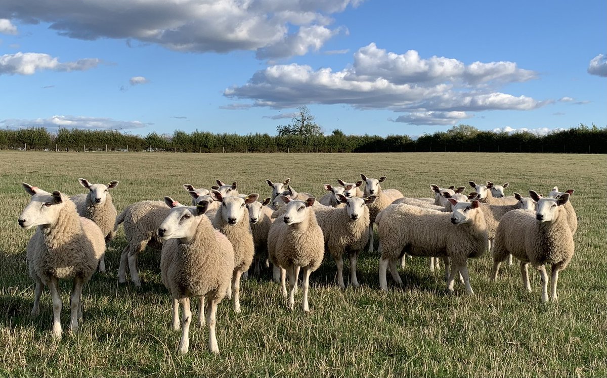 💥FOR SALE💥 25 Aberfield ewelambs, MV Accredited, high health. Great option for recipients next year <a href="/InnovisLtd/">Innovis Ltd</a> #sheep365